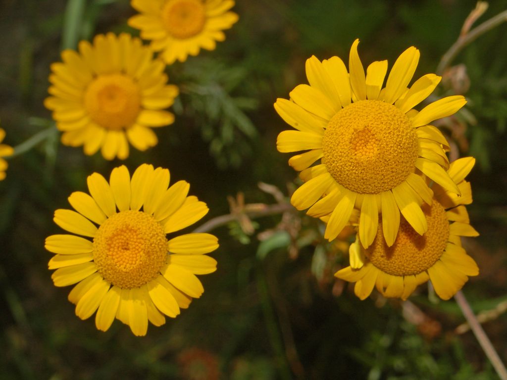 Delle belle margheritone gialle - Cota tinctoria